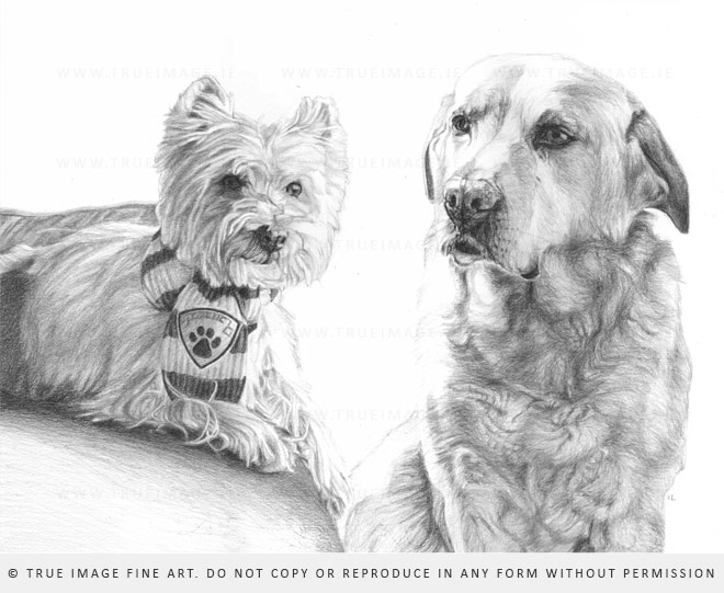 yorkie and labrador drawing