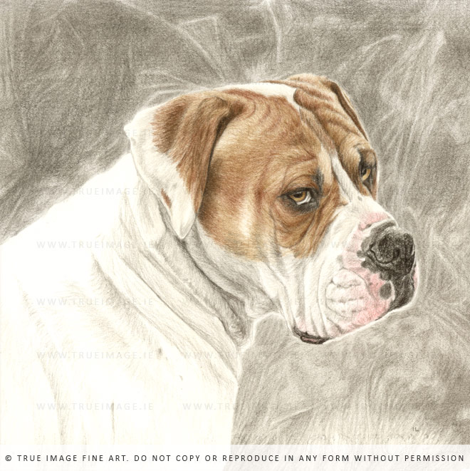 white and brown boxer drawing