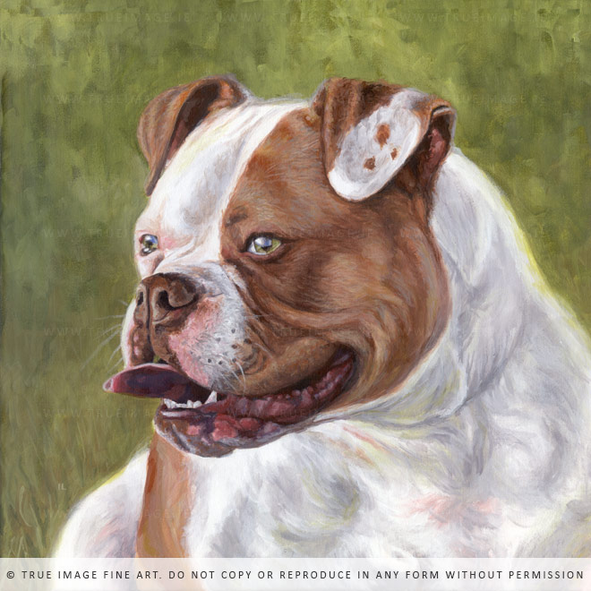 bulldog painting
