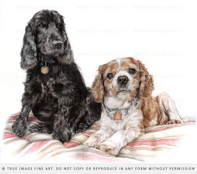 dogs in coloured pencil