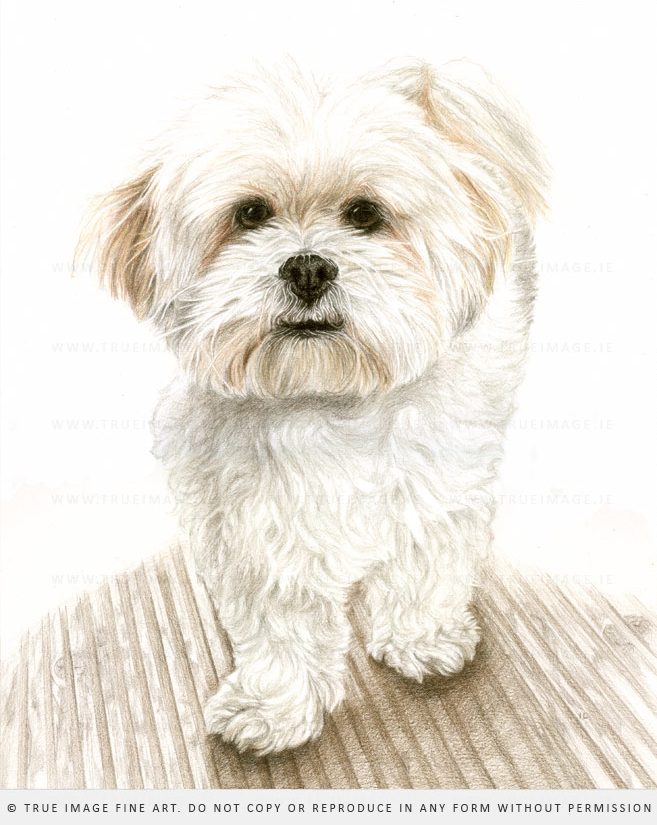 bichon dog portrait