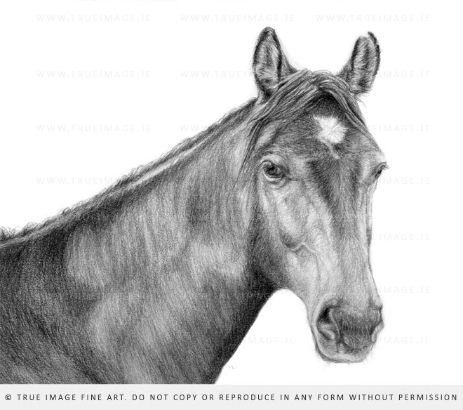 horse drawing