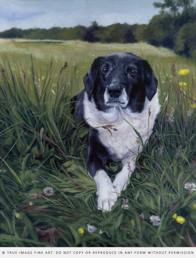 black and white collie portrait