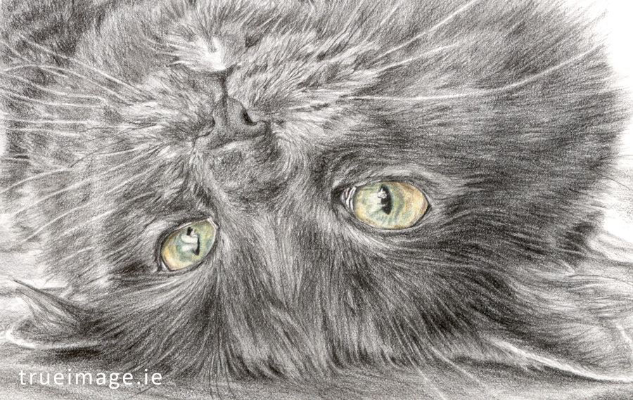 pencil sketch of a cat