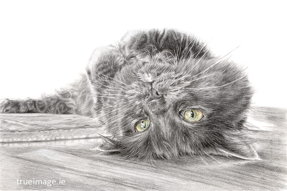 cat pencil drawing from photo