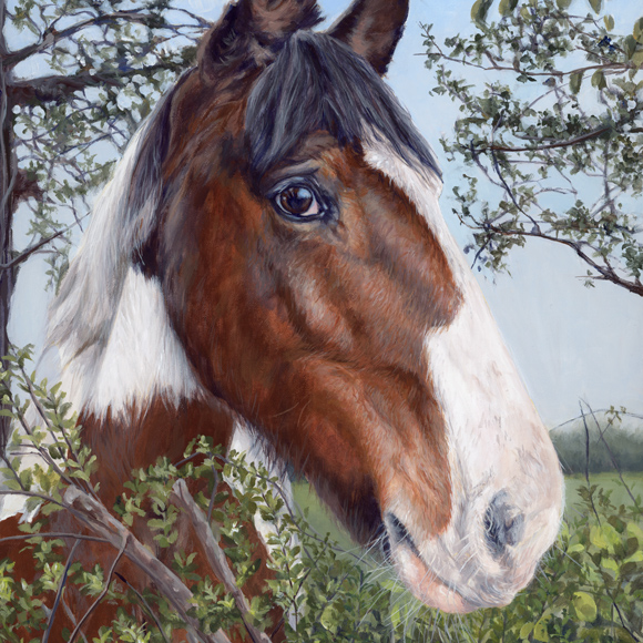 hand painted acrylic equine painting of a skewbold pony looking over the hedge