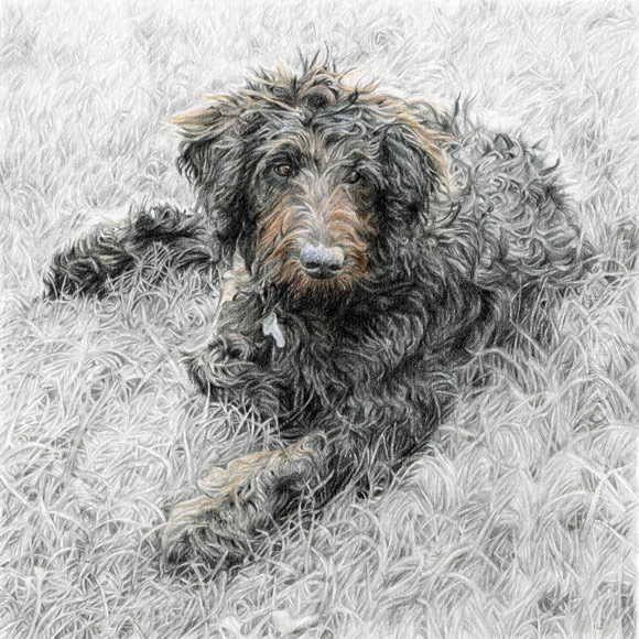 goldendoodle pet dog portrait drawing