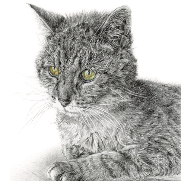 tabby cat portrait in graphite and coloured pencil drawing from a photo