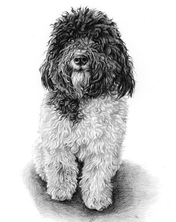 pencil portrait sketch of a curly black and white cockapoo dog