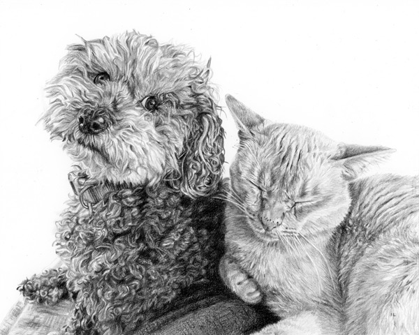 cockapoo dog and orange tabby cat sitting together - pencil pet portrait drawing from photo