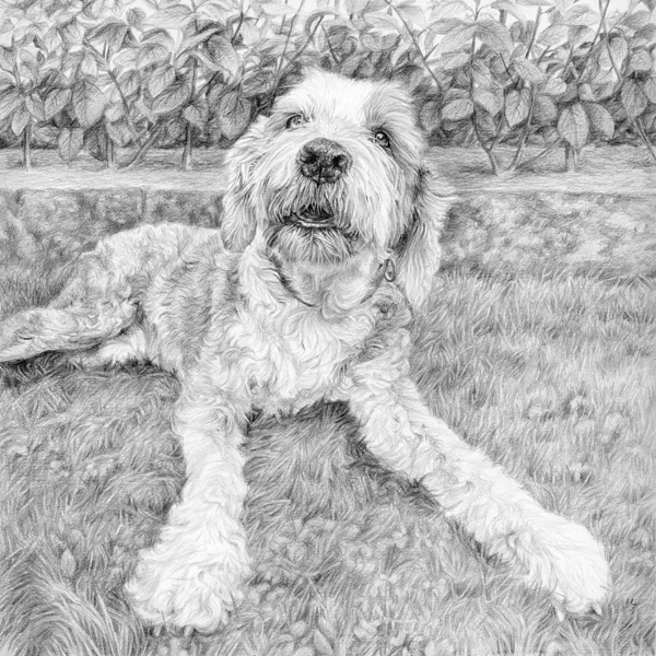 old english sheepdog puppy looking up sitting in grass - pencil sketch from photo