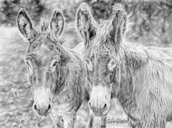 pencil portrait sketch of two pet donkeys