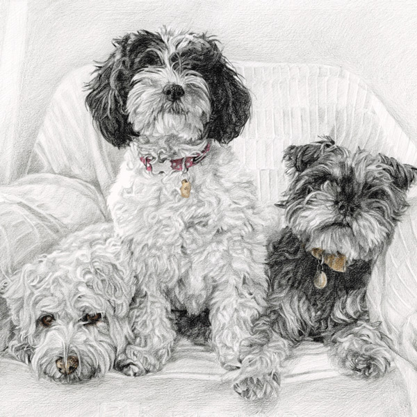 A gallery of commissioned pencil pet portraits drawn from photos by a pet, dog and cat portrait artist