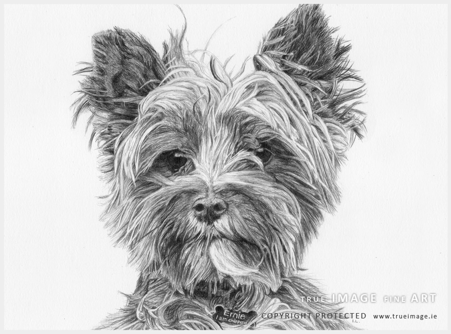 norwich terrier dog portrait in pencil