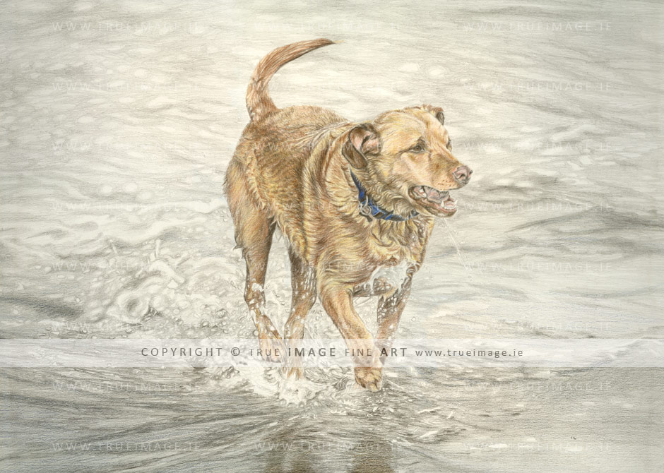 golden-labrador-tinted-pencil-portrait