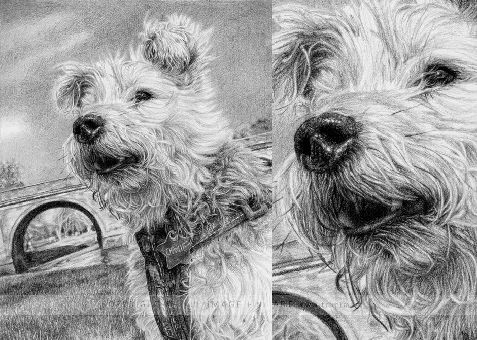 wheaten terrier pencil portrait drawing