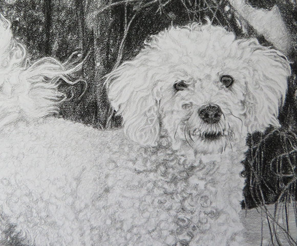 Bichon drawing best sale