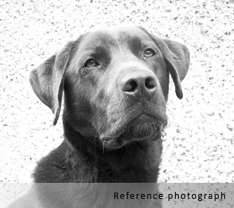 chocolate labrador reference photograph