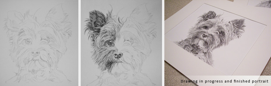 norwich terrier portrait in progress photographs