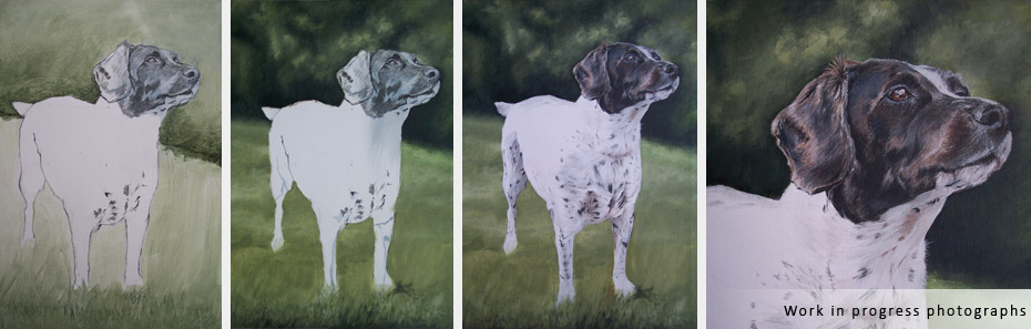 springer spaniel dog portrait in progress photographs