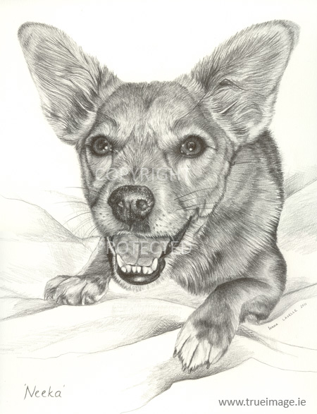 Jack Russell Terrier Pencil Portrait – TRUE IMAGE FINE ART