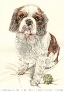 king charles dog portrait in pencil