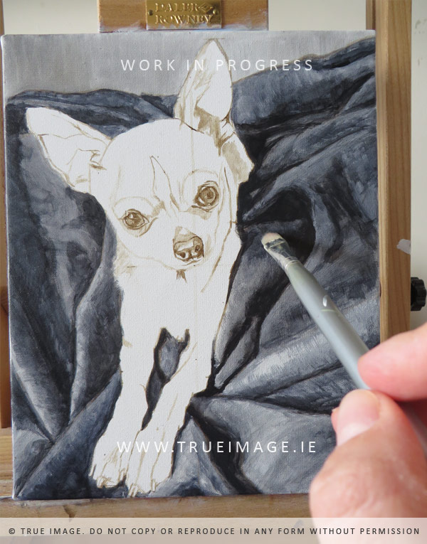 chihuahua portrait in progress