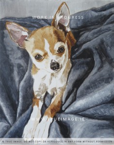 chihuahua portrait in progress