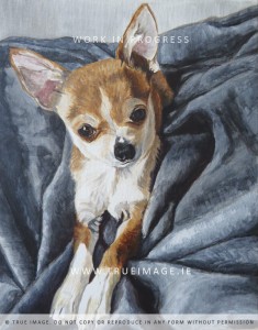 chihuahua portrait in progress