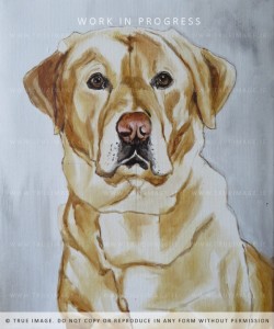 acrylic painting of a golden labrador - step 2