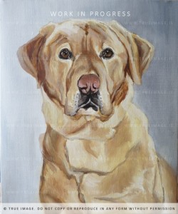 acrylic painting of a golden labrador - step 3