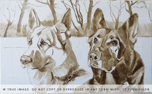 two german shepherds portrait in progress