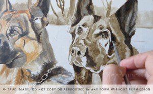 two german shepherds portrait in progress