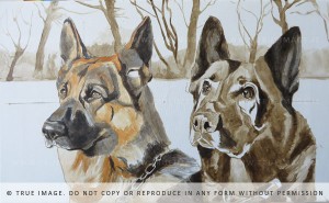 two german shepherds portrait in progress