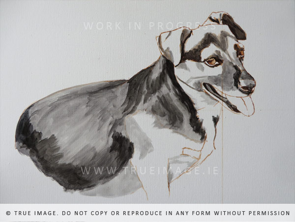 dog portrait painting -work in progress 1