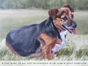 small dog portrait painting - work in progress 5