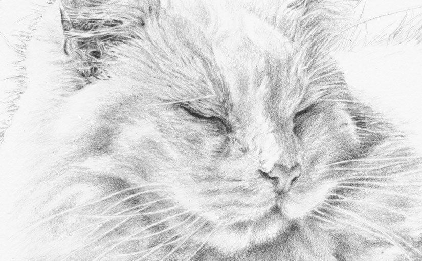 detail of white cat portrait drawing