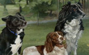 two collies and a springer spaniel portrait