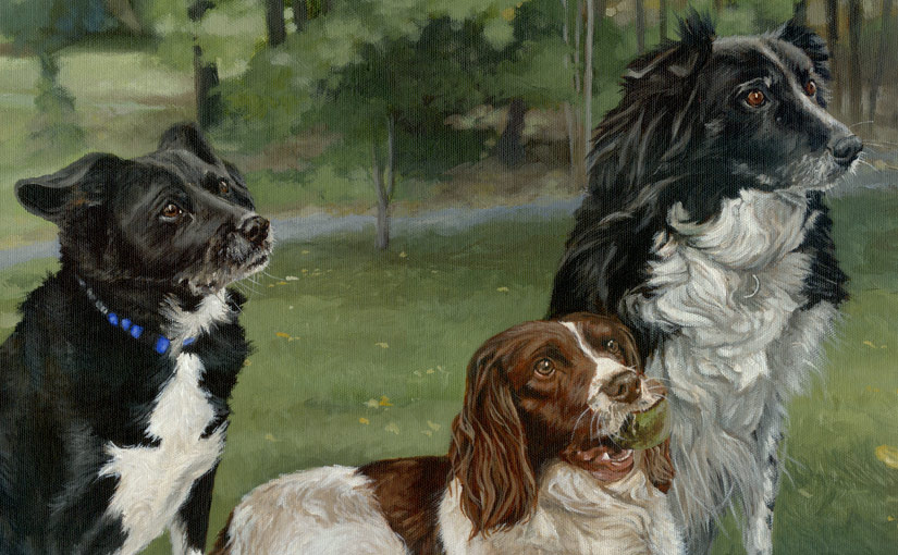 two collies and a springer spaniel portrait