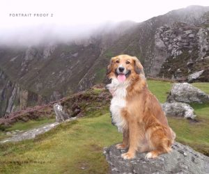 portrait-proof-collie