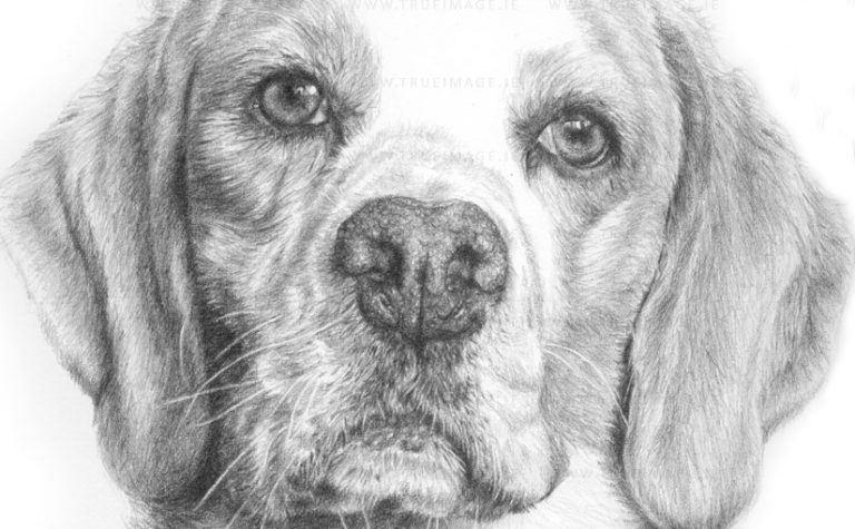beagle drawing detail