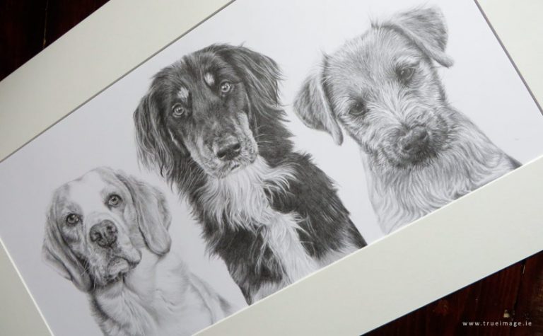 Three dogs drawing in a mount