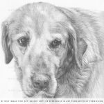 golden labrador portrait