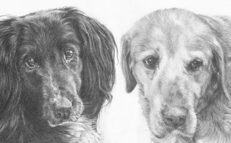 collie and labrador drawing