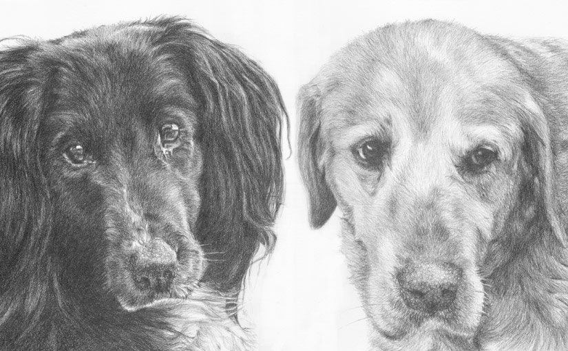 collie and labrador drawing