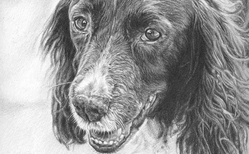 dog drawing detail