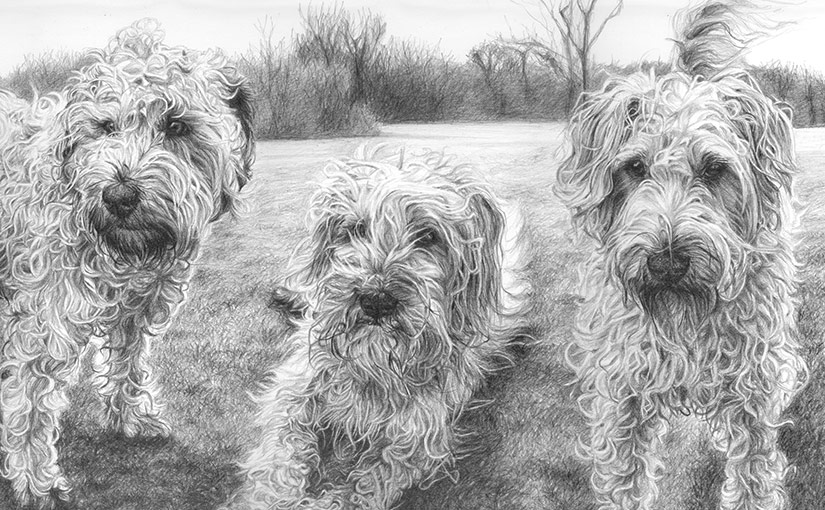 three wheaten terriers portrait detail