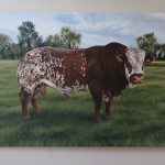 simmental bull portrait