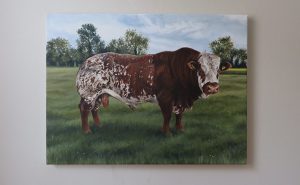 simmental bull portrait