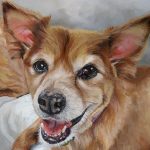 pomeranian cross dog portrait